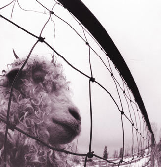 Vs-Vinyl-edition-limitee-180-grammes-Remastered-pearl-Jam